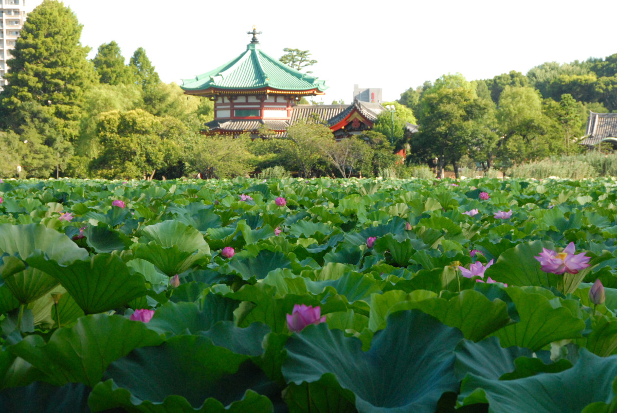 不忍池の蓮